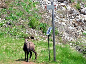 Forra del Lupo escursione trentino