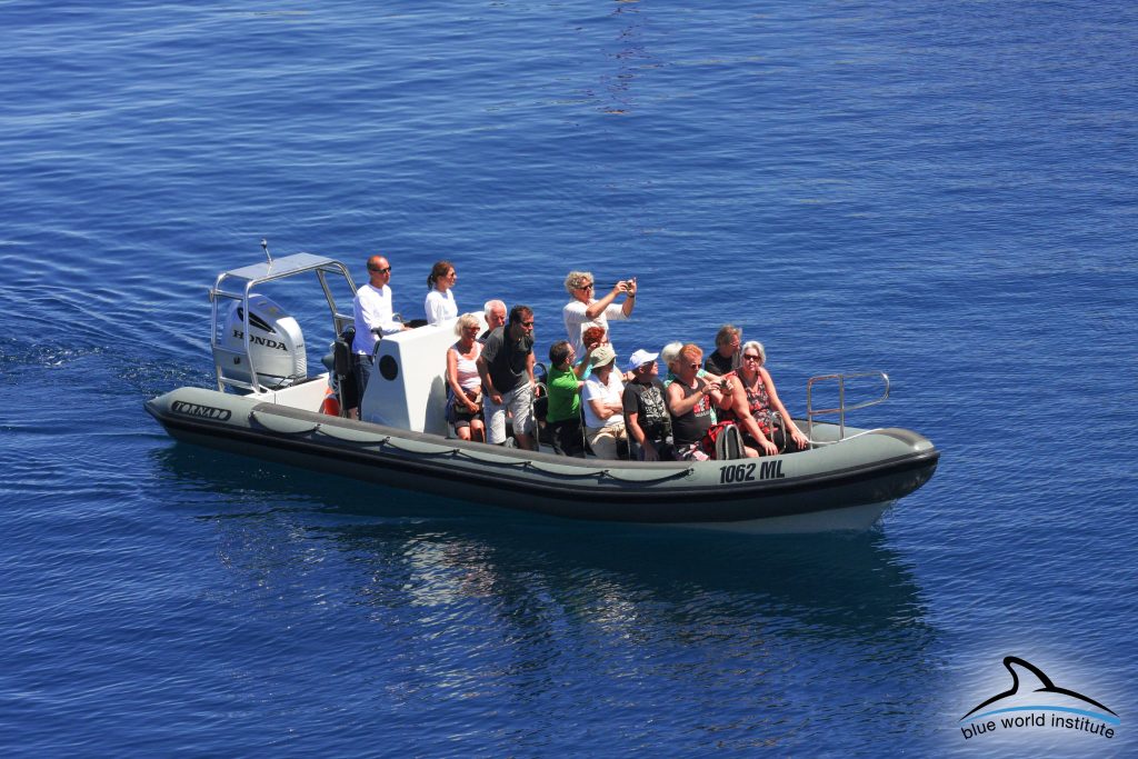 Dolphin-Watching-Tour