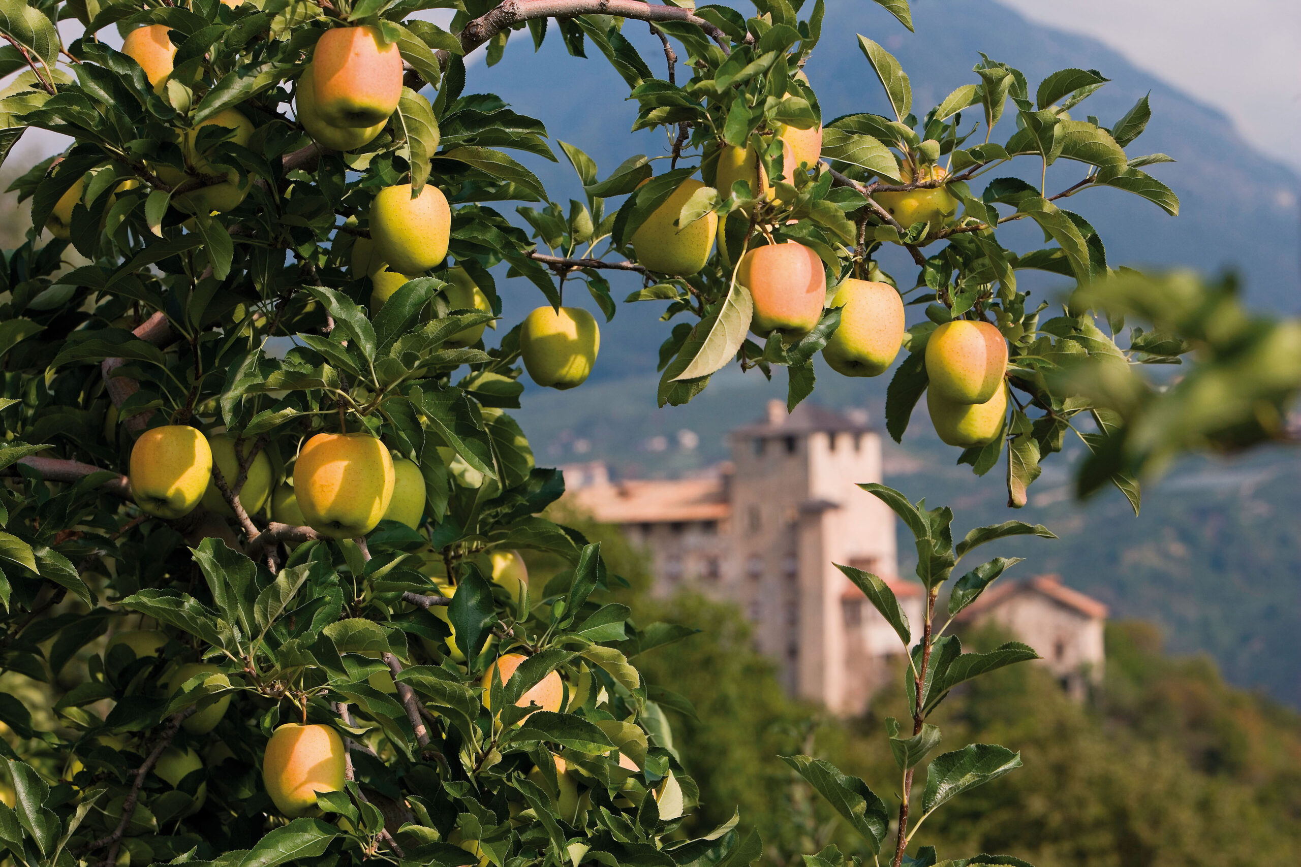 Pomaria on the Road  Scopri il frutteto storico!